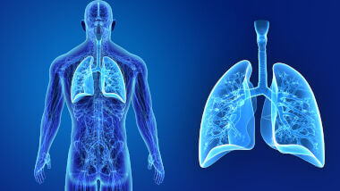 Anatomia do Sistema Respiratório